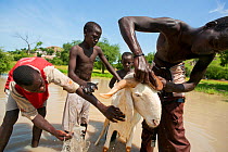 Boys cleaning livestock sheep / goat in rainwater puddle after start of Wet season. Boundary of western flank of the Waza National Park, Cameroon