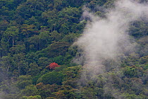 Aerial view of Lope National Park rainforest with early morning cloud overhead, Gabon