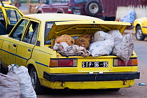 Taxi with boot loaded with Breadfruit and charcoal from market in Sao Tome, Democratic Republic of Sao Tome and Principe, Gulf of Guinea 2009