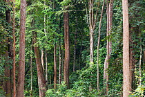 Tropical rainforest habitat in Lope National Park, Gabon
