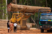 Bulldozer used for large-scale hardwood timber extraction with hardwood logs being readied for loading onto railway trucks that will collect timber from lumber yard located inside the Lope National Pa...
