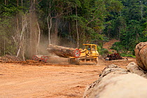 Bulldozer used for large-scale hardwood timber extraction with hardwood logs being readied for loading onto railway trucks that will collect timber from lumber yard located inside the Lope National Pa...