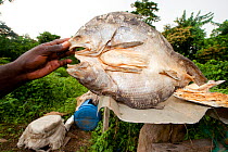 Sun-dried fish provides many families with a readily available supply of protein and a product to sell at local markets, Gamba, Gabon