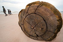 People walk passed hardwood log on beach, dropped into the ocean, washed overboard, abandoned hardwood tree trunks wash ashore along Gabon's Atlantic coast. Logs disrupt nests and nesting behaviour of...