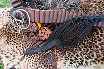 Poacher's haul of Leopard skin (Panthera pardus), African forest elephant (Loxodonta africana cyclotis) tail, ammunition and wire snares, confiscated from near National Park, Gabon