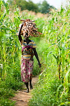 Woman carrying firewood headed into Maroua town for market day, Maroua to Kouserri highway, Cameroon, September 2009