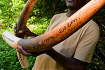 Confiscated African Forest Elephant tusks (Loxodonta africana cyclotis), Sette Cama, Loanga National Park, Gabon, February 2009