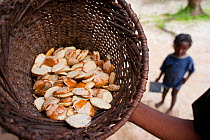 Basket of Bush mango seed (Irvingia gabonensis) edible forest seeds, with child looking up at basket. Also known as 'Andok' or 'Chocolatier' due to its chocolate-like taste when properly prepared, Set...