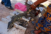Bushmeat market with dead Forest Monitor Lizard (Varanus ornatus)  held by trader, Gamba town, Ogooue-Maritime / Nyanga, Gabon, February 2009