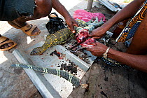 Bushmeat market: Forest Monitor Lizard (Varanus ornatus) meat being butchered by merchant, Gamba town, Ogooue-Maritime / Nyanga, Gabon, February 2009