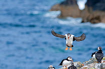Atlantic puffin (Fratercula arctica) adult coming in to land, Inner Farne islands, Northumberland, June
