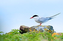 Arctic tern (Sterna paradisaea), Inner Farne islands, Northumberland, June