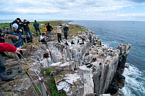 Tourists and photographers next to  nesting cliff on Inner Farne island, Northumberland, watching Kittiwakes (Rissa tridactyla), Razorbills (Alca torda) and European shags (Phalacrocorax aristotelis),...