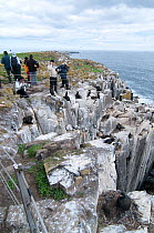 Tourists and photographers next to  nesting cliff on Inner Farne island, Northumberland, watching Kittiwakes (Rissa tridactyla), Razorbills (Alca torda) and European shag (Phalacrocorax aristotelis),...