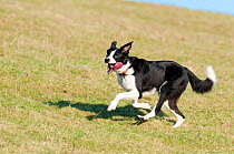 Adult male border collie dog running, Cumbria UK
