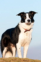 Adult male border collie portrait, Cumbria Uk
