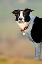 Adult male border collie portrait, Cumbria, January