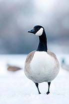 Canada goose (Branta canadensis) standing on a frozen lake. Staffordshire, February