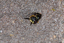 Bee-killer Wasp (Philanthus triangulum) emerging from breeding tunnel. Dorset, UK, July.