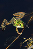Marsh Frog (Rana ridibunda) in water. Bexington, Dorset, UK, May.