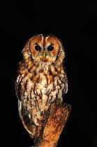 Adult Tawny Owl (Strix aluco) perching on dead branch at night. Dorset, UK, August.