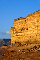 Sandstone cliff, showing bands of Bridport sands on the Jurassic coast. East of West Bay, Dorset, UK, 2008.