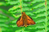 Large skipper butterfly (Ochlodes sylvanus) at rest on bracken. Studland Heath, Dorset, UK, July.