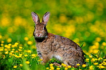 Young rabbit (Oryctolagus cuniculus) in buttercups. Dorset, UK, June.