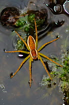 Raft / Swamp Spider (Dolomedes fimbriatus) on heathland pond surface, Arne, Dorset, UK, July.