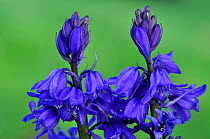 Spanish bluebell (Hyacynthoides hispanica) in flower. Dorset, UK, April.