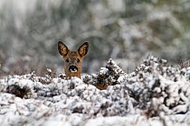 Roe deer (Capreolus capreolus) young male portrait in a snowy landscape, Oisterwijk, The Netherlands