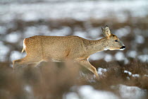 Roe deer (Capreolus capreolus) female walking through heather in winter, Oisterwijk, The Netherlands