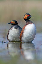 Black necked grebe (Podiceps nigricollis) pair performs a dance after mating in which they mimick each other's movements, La Dombes lake area, France, April