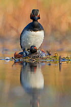 Black necked grebe (Podiceps nigricollis) frontal view of pair mating, La Dombes lake area, France, April