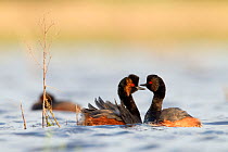 Black necked grebe (Podiceps nigricollis) pair courting in preparation to mate, La Dombes lake area, France, April