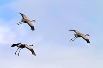 Common Crane (Grus grus) three  flying and preparing to land, Mecklenburg-Vorpommern, Germany, October