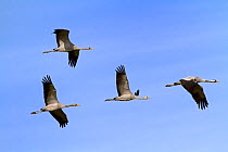 Common Crane (Grus grus) flock flying, Mecklenburg-Vorpommern, Germany, October