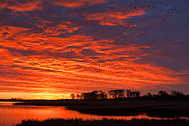 Common Crane (Grus grus) groups flying past at sunrise over a bay close to Zingst, Mecklenburg-Vorpommern, Germany, October