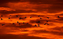 Common Crane (Grus grus) flock flying at sunrise against a colourful sky, Mecklenburg-Vorpommern, Germany, October