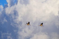Common Crane (Grus grus) pair flying infront of clouds, Mecklenburg-Vorpommern, Germany. October