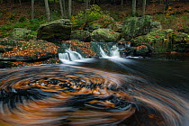 Hoegne river at the edge of the 'Hoge Venen' nature reserve, with autumn leaves swirling in river, Ardennes, Belgium, November