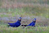 Hyacinth macaws (Anodorhynchus hyacinthinus) two feeding on their favourite palm nuts in grass, Pantanal, Brazil, August.