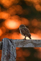 Burrowing Owl (Athene cunicularia) perched on a wooden fence backlit at sunrise, Southern Pantanal, Mato Grosso do Sul State, BrazilAugust