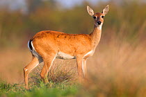 Pampas Deer (Ozotoceros bezoarticus) female standing portrait, Southern Pantanal, Mato Grosso do Sul State, Brazil