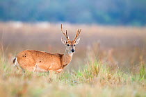Pampas Deer (Ozotoceros bezoarticus) male standing portrait, Southern Pantanal, Mato Grosso do Sul State, Brazil