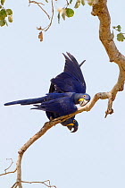 Hyacinth macaws (Anodorhynchus hyacinthinus) a couple mating on a tree branch, Pantanal, Brazil, August