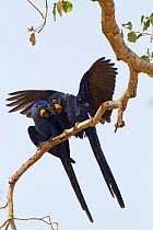Hyacinth macaws (Anodorhynchus hyacinthinus) pair courting on a tree branch just before mating, Pantanal, Brazil, August