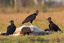 Black vultures (Coragyps atratus) feeding on a dead cow, Pantanal, Brazil, August