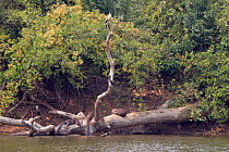 Giant otter (Pteronura brasiliensis) family resting and sleeping on a fallen tree at the edge of an oxbow lake, Rio Negro, Pantanal, Brazil
