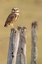Burrowing Owl (Athene cunicularia) perched  on  fence post, Southern Pantanal, Mato Grosso do Sul State, Brazil, August